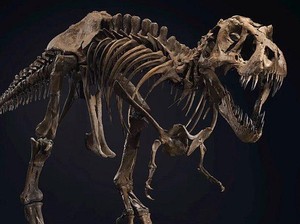Kerangka Dinosaurus Berusia 60 Juta Tahun Dilelang, Siapa Mau?