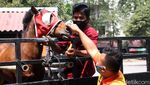 Diadopsi Pengusaha Denmark, Kuda Ini Dititipkan ke Solo Zoo