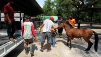 Setelah mendapatkan pengobatan untuk menyembuhkan luka di bagian perutnya, Tedi kemudian dititipkan di Taman Satwa Taru Jurug.