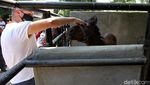 Diadopsi Pengusaha Denmark, Kuda Ini Dititipkan ke Solo Zoo