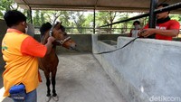 Thomas pun diketahui akan membiayai makan kuda Tedi selama dititipkan di Taman Satwa Taru Jurug.