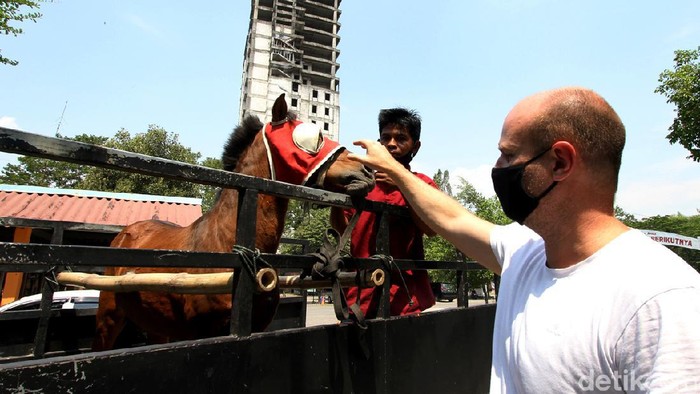 Diselamatkan Pengusaha Denmark, Kuda Ini Dititipkan ke Kebun Binatang Kuda Jantan bernama Tedi kini dititipkan ke kebun binatang di Solo. Sebelumnya, kuda delman itu dibeli pengusaha Denmark dalam kondisi terluka di bagian perut.