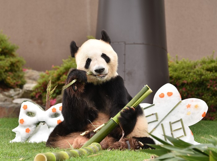 Giant Panda Eimei