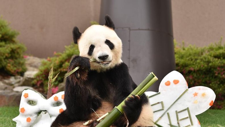 Selamat Giant Panda  Tertua di Dunia Rayakan Ultah  ke 28