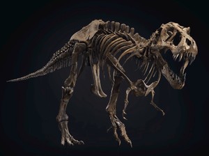 Kerangka Lengkap T-rex Dijual Rp 89 Miliar, Mau Beli?