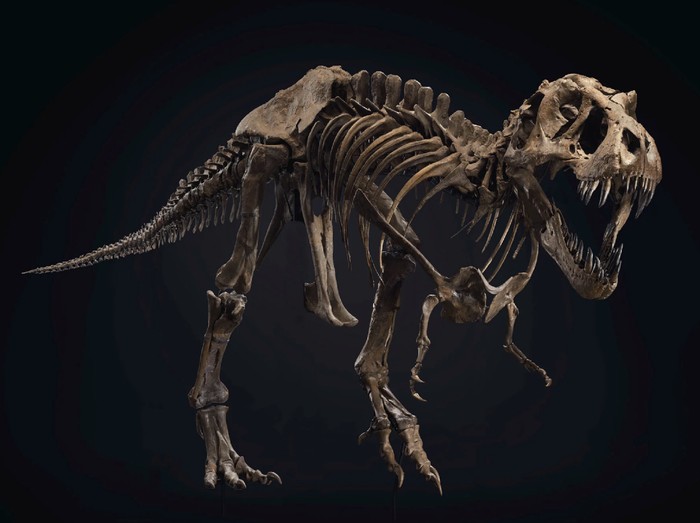 kerangka T-rex dilelang
