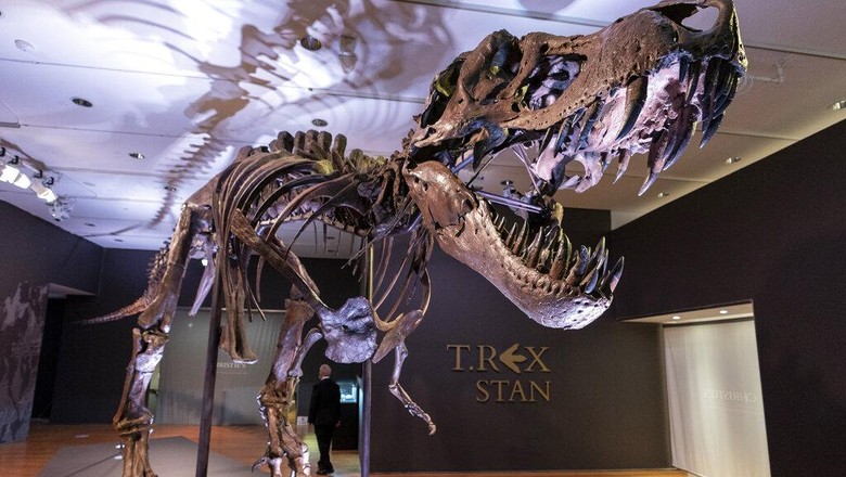 A detail of Stans teeth, one of the largest and most complete Tyrannosaurus rex fossil discovered, is on display, Tuesday, Sept. 15, 2020, at Christies in New York. The T. rex named after the paleontologist who first found the skeletons partially unearthed hip bones, will be auction on Oct. 6, 2020 and will be on public view from Sept. 16 - Oct. 21, 2020 to pedestrians through Christies floor-to- ceiling gallery windows and a limited number of in-gallery viewings by appointment. Stans head on the completed display of is a casting of the original, which is too heavy for the display. (AP Photo/Mary Altaffer)