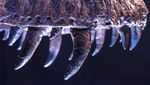 Kerangka T-Rex Terbesar Ini Akan Dilelang