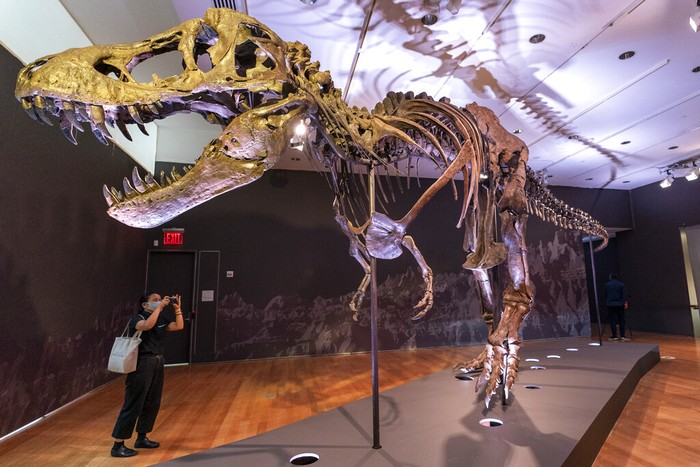A detail of Stan's teeth, one of the largest and most complete Tyrannosaurus rex fossil discovered, is on display, Tuesday, Sept. 15, 2020, at Christie's in New York. The T. rex named after the paleontologist who first found the skeleton's partially unearthed hip bones, will be auction on Oct. 6, 2020 and will be on public view from Sept. 16 - Oct. 21, 2020 to pedestrians through Christie's floor-to- ceiling gallery windows and a limited number of in-gallery viewings by appointment. Stan's head on the completed display of is a casting of the original, which is too heavy for the display. (AP Photo/Mary Altaffer)