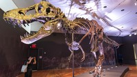 Kerangka salah satu fosil Tyrannosaurus rex atau T-Rex terbesar dan telengkap yang ditemukan akan dilelang di rumah lelang Christie di New York.