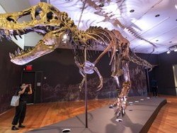 T-Rex Gahar, Tapi Ternyata Tumbuhnya Pelan-pelan