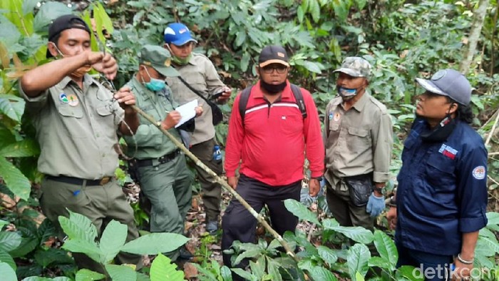 Untuk menjaga kelestarian Taman Nasional Meru Betiri, Kementerian Lingkungan Hidup dan Kehutanan (KLHK) menggelar operasi simpati pemulihan kawasan. Ada 6 jerat binatang yang ditemukan di beberapa lokasi.