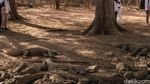 Foto: Mencari Komodo di Sarangnya