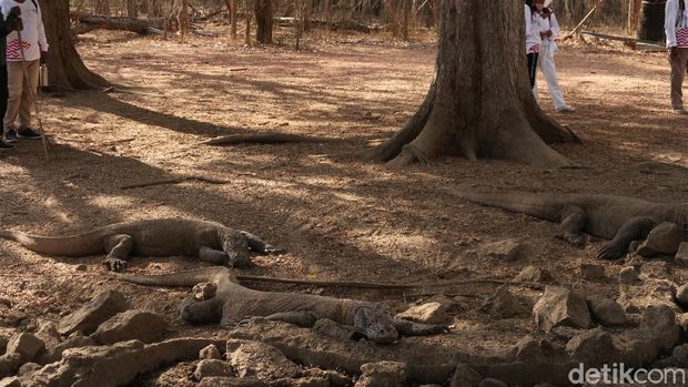 komodo di Loh Liang