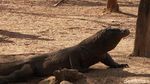 Foto: Mencari Komodo di Sarangnya