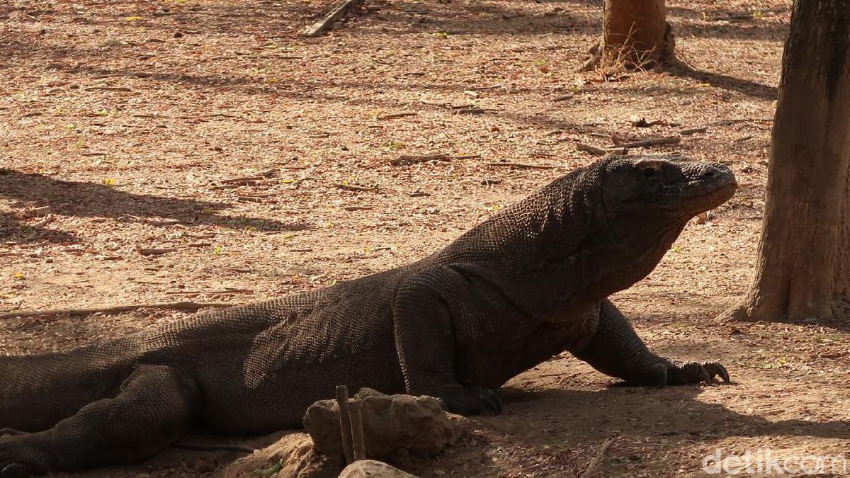 Komodo adalah salah satu hewan khas indonesia yang berasal dari