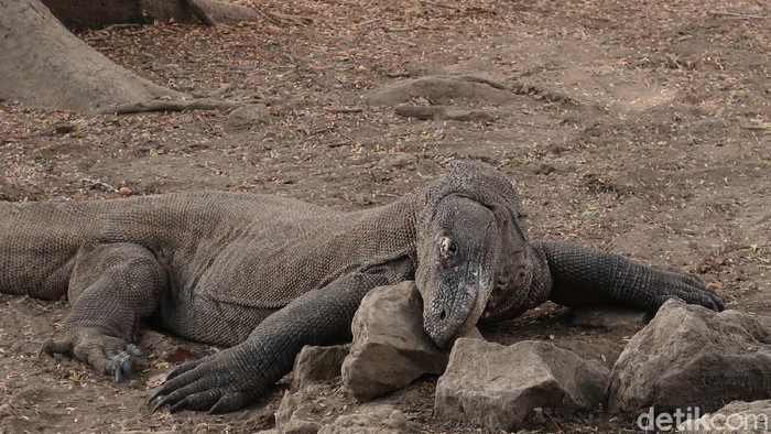 komodo di Loh Liang