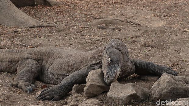 komodo di Loh Liang
