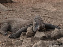Taman Nasional Komodo Ditutup Sementara Selama Proyek Pembangunan