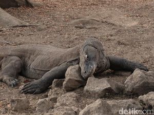 Taman Nasional Komodo Ditutup Sementara Selama Proyek Pembangunan