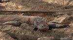 Foto: Mencari Komodo di Sarangnya