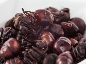 Makan Semut Pantat Besar Demi Umur Panjang, Seperti Apa Rasanya?