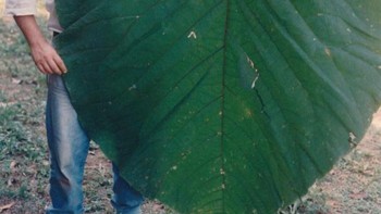 Pernah lihat daun sebesar itu sebelumnya? Foto: Brightside