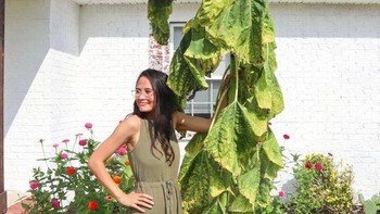 Manusia dan tanaman bunga matahari. Foto: Brightside