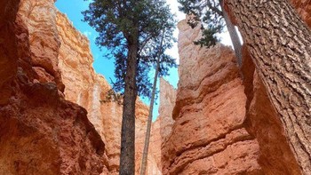 Pohon dan manusia. Foto: Brightside