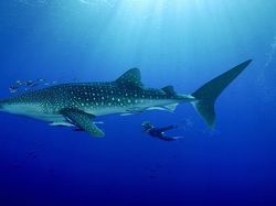 Bukti Kalau Manusia di Dunia ini Sebenarnya Kecil