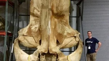 Bahkan manusia masih kala besar dari kepala paus biru. Foto: Brightside