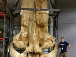 Bukti Kalau Manusia di Dunia ini Sebenarnya Kecil