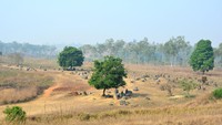 Kata para arkeolog, bahwa Plain of Jars adalah makam purbakala. Tim arkeolog yang dipimpin Dr Dougald OReilly dari Australian National University memperkirakan tulang-belulang tersebut berusia 2.500 tahun. (iStock)  