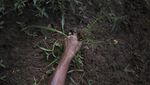 Krisis Ekonomi, Warga Venezuela  Menanam Sayur Mandiri