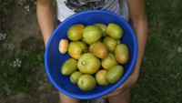 Hasil panen itu untuk konsumsi mereka sendiri, membagikannya dengan tetangga, atau menjual sebagian dari hasil.  