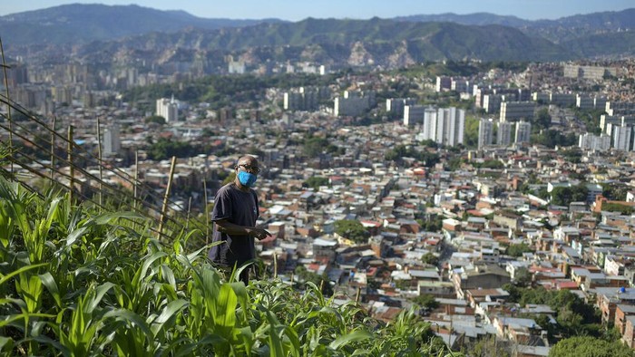 Warga Venezuela Manfaatkan Lahan Untuk Menanam Fruits and vegetables grow in a plot of land recovered y neighbors from an abandoned property in La Pastora neighborhood of Caracas, Venezuela, Sunday, Sept. 13, 2020. Caracas residents are growing crops where ever they can find space, using their harvests for their own consumption, sharing it with their neighbors, or selling a part of their yield to cushion their financial situation due to the country's spiraling economic crisis, intensified by the new coronavirus pandemic. (AP Photo/Matias Delacroix)