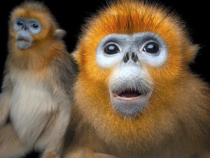 Bagaimana Kerusakan Lingkungan Berkaitan dengan Munculnya Wabah Baru?
