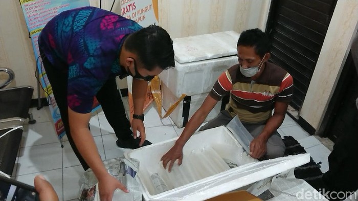 Polisi Trenggalek kembali menggagalkan upaya perdagangan 38 ribu benih lobster, yang diduga ilegal dari kawasan perairan selatan. Polisi juga mengamankan dua orang pelaku.