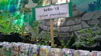 Selain itu, di taman juga terdapat tanaman-tanaman yang bisa dijadikan obat keluarga, seperti jahe, kunyit dan sejenisnya.