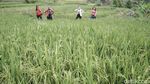 Hiking ke Curug Menembus Sawah-Perbukitan Ini ada di Sentul Lho