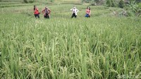 Operator Jakarta Trekking Sentul mengakui aktivitas hiking di Sentul itu makin diminati setelah PSBB dilonggarkan. Bahkan, selebriti mulai melirik kegiatan itu. Sophia Latjuba, Nadine Candrawinata, dan Wulan Guritno sedikit di antara pesohor yang menggunakan jasa Jakarta Trekking Sentul untuk plesiran di Sentul.
