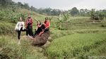 Hiking ke Curug Menembus Sawah-Perbukitan Ini ada di Sentul Lho