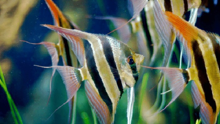 ikan hias air tawar