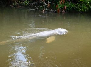 Ikan Pesut yang Nyasar di Sungai Kecil Riau Berhasil Dievakuasi
