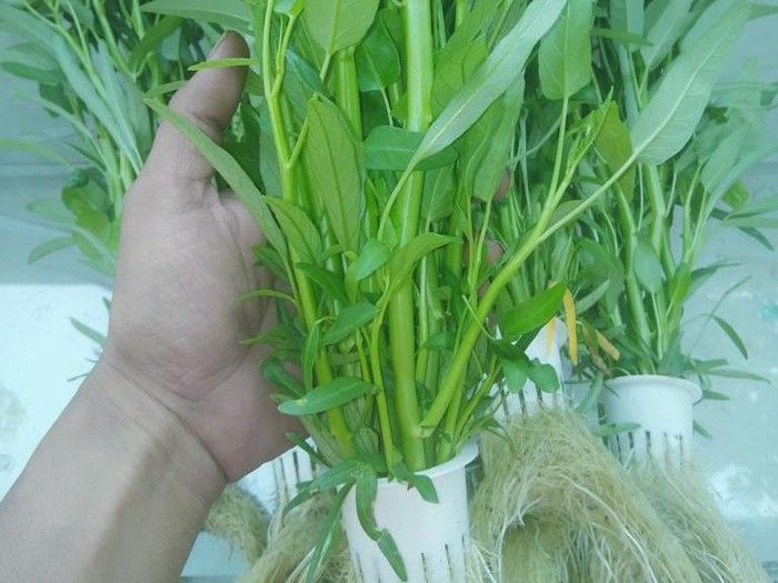 Kisah Sukses Jadi Petani, Mantan Preman hingga Lulusan UGM