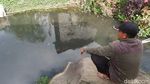 Potret Kolam Ikan dengan Air Panas di Dieng