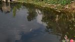 Potret Kolam Ikan dengan Air Panas di Dieng