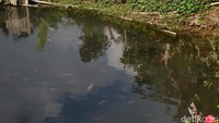 Saefulloh menyebut, jenis ikan air tawar yang dibudidayakan pun beragam. Mulai dari ikan mujair, ikan mas, ikan bawal hingga lele. Bahkan menurutnya, ikan akan lebih cepat besar dibanding dipelihara di air tawar biasa.