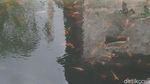 Potret Kolam Ikan dengan Air Panas di Dieng