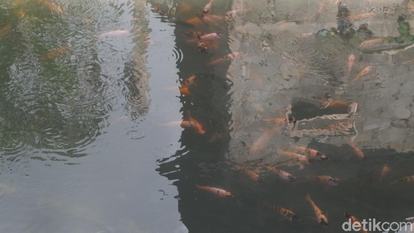 Salah satunya adalah Saefulloh. Warga Dusun Bitingan ini mengatakan, ada 15 kolam ikan air tawar milik warga di daerahnya. Semua menggunakan air hangat. Salah satunya adalah Saefulloh. Warga Dusun Bitingan ini mengatakan, ada 15 kolam ikan air tawar milik warga di daerahnya. Semua menggunakan air hangat.